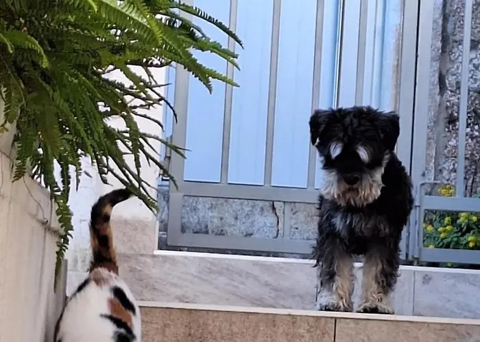 Old Town Hvar & Hvar Town